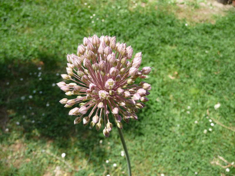 Allium ampeloprasum